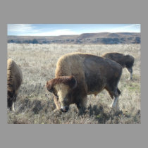 Blonde Bison posters by wksimages Blonde Bison posters