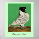 Blondinette Frill Pigeon Poster