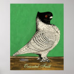 Blondinette Frill Pigeon Poster