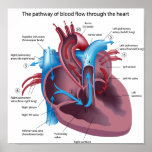 Blood flow through the heart poster