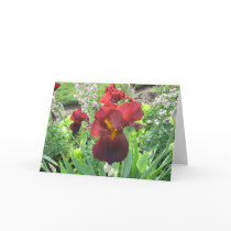 Blood Iris Card cards