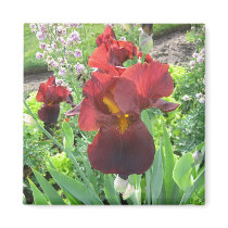 Blood Iris Magnet