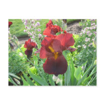 Blood Iris postcards