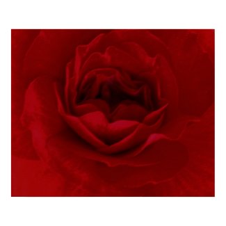 Blood Red Flower poster print