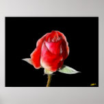 Blood rose poster