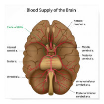 Blood supply of the brain Poster