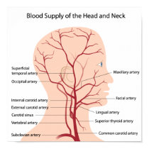Blood supply of the head and neck Poster