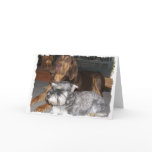 Bloodhound and Miniature Schnauzer Note Card