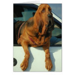 Bloodhound Card