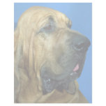 Bloodhound Custom Letterhead