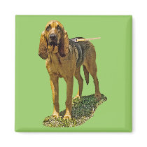 Bloodhound magnets by kphotos Bloodhound magnets