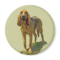 Bloodhound magnets by kphotos Bloodhound magnets