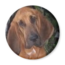 bloodhound magnets by kathiscc bloodhound magnets