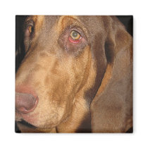 Bloodhound Magnet by LuraDee Bloodhound Magnet