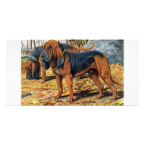 Bloodhound Picture Card