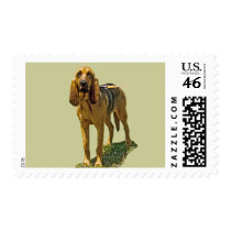Bloodhound postage by kphotos Bloodhound postage