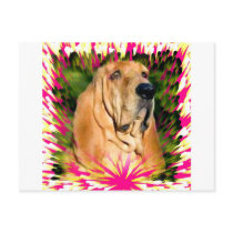Bloodhound Postcards