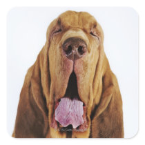Bloodhound (St. Hubert Hound) with closed eyes, Square Sticker