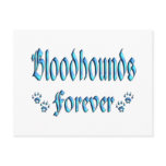 Bloodhounds Forever Post Card