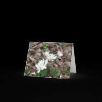 Bloodroot Bouquet cards