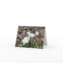 Bloodroot Bouquet Greeting Cards