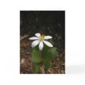 Bloodroot flower greeting cards