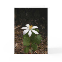 Bloodroot flower cards