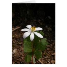 Bloodroot flower greeting cards