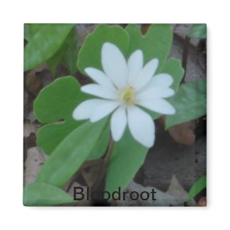 Bloodroot Magnet magnet