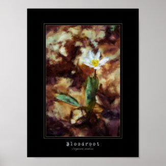 Bloodroot Spring Wild Flower Painting Poster