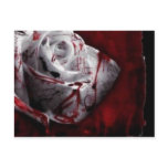 Bloodstained White Rose Postcards