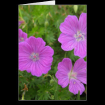 Bloody Cransebill flowers cards