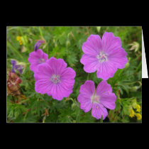 Bloody Cransebill flowers cards