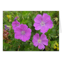 Bloody Cransebill flowers Greeting Cards