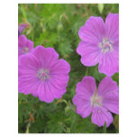 Bloody Cransebill flowers flyers