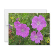 Bloody Cransebill flowers Custom Announcements