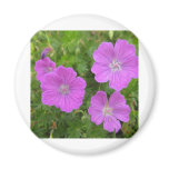 Bloody Cransebill flowers Magnets