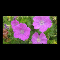 Bloody Cransebill flowers photo cards