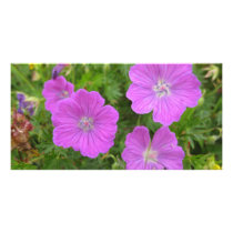 Bloody Cransebill flowers Personalized Photo Card