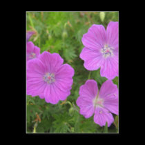Bloody Cransebill flowers postcards