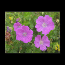 Bloody Cransebill flowers postcards