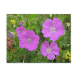 Bloody Cransebill flowers Post Card