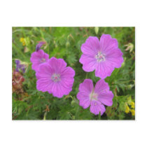 Bloody Cransebill flowers Post Card