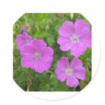 Bloody Cransebill flowers Stickers