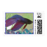 Blooey Beta Stamp