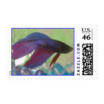 Blooey Beta Stamp