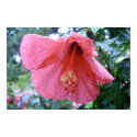 Bloom After Rain posters by joy0306 Bloom After Rain posters