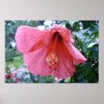 Bloom After Rain posters