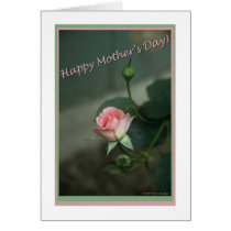 Bloom and Bud cards