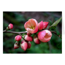 Bloom cards by photomorgana Bloom cards